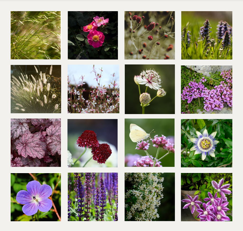 Beplanting voor een biodiverse stadstuin
