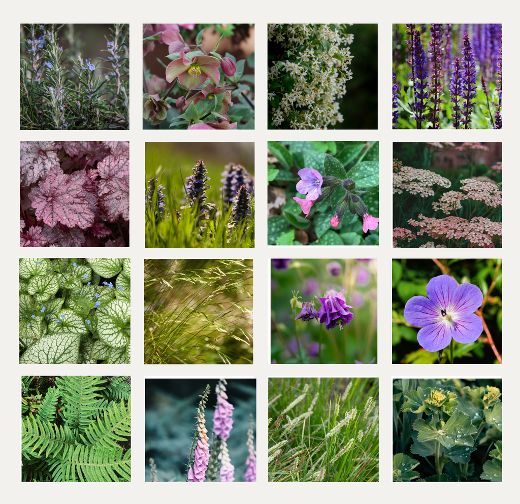 Geselecteerde planten voor een groene en biodiverse stadstuin in Den Haag
