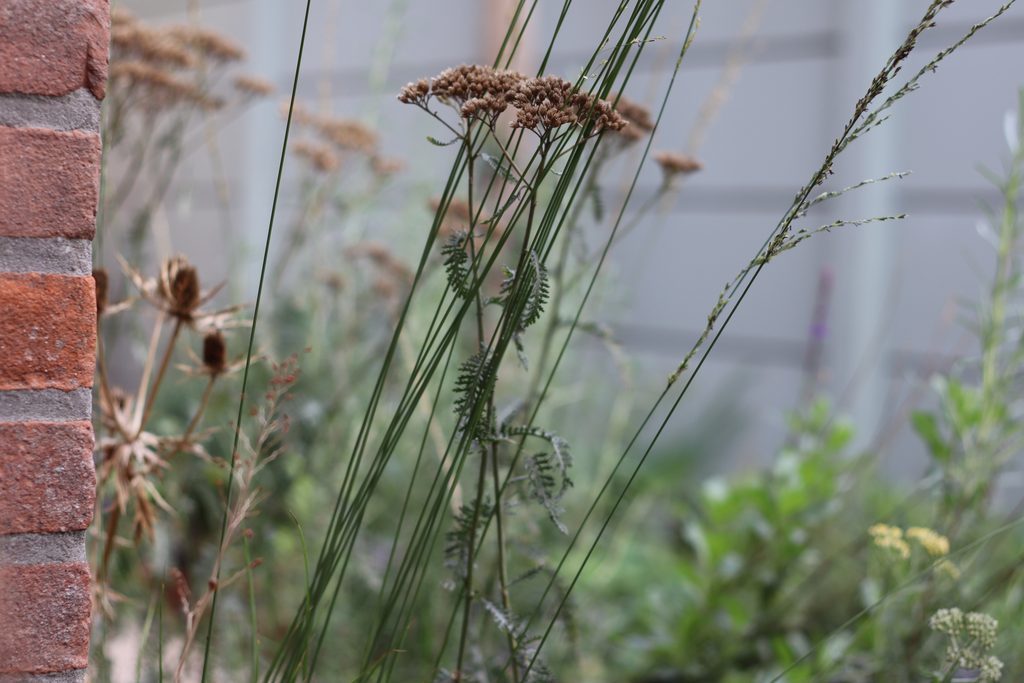 achillea millefolium molinia
