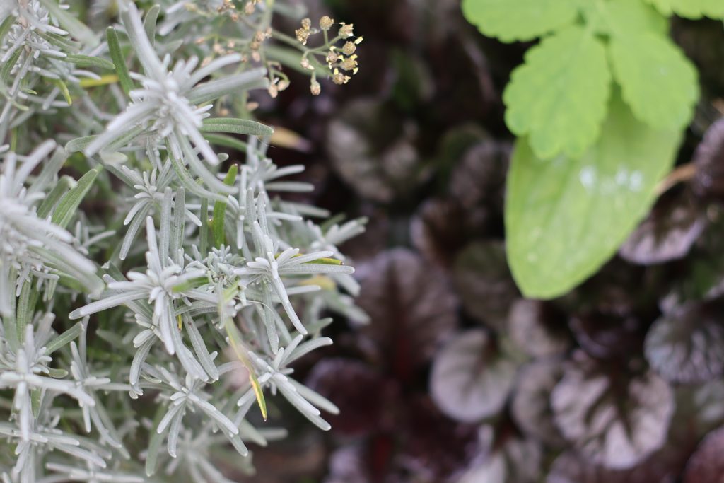 lavendula ajuga