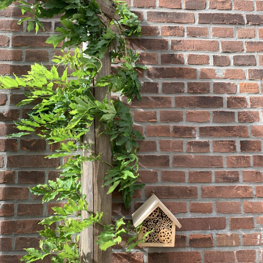 wisteria op pergola en bijenhotel
